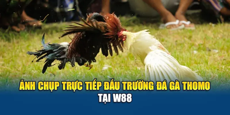 Ảnh chụp trực tiếp đấu trường đá gà Thomo tại W88