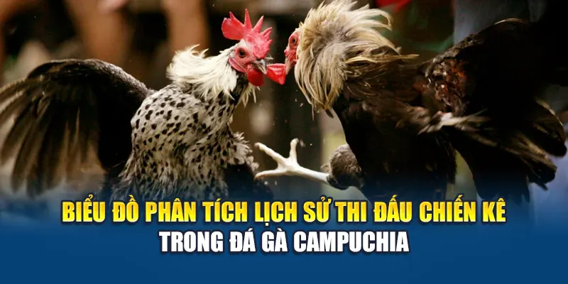 Biểu đồ phân tích lịch sử thi đấu chiến kê trong đá gà Campuchia