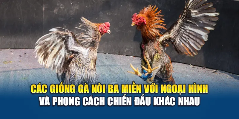 Các giống gà nòi với ngoại hình và phong cách chiến đấu khác nhau