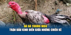 Đá Gà Thomo W88 – Trận Đấu Kinh Điển Giữa Những Chiến Kê