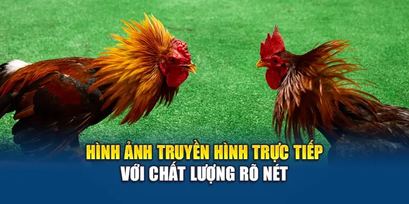 Hình ảnh truyền hình trực tiếp với chất lượng rõ nét