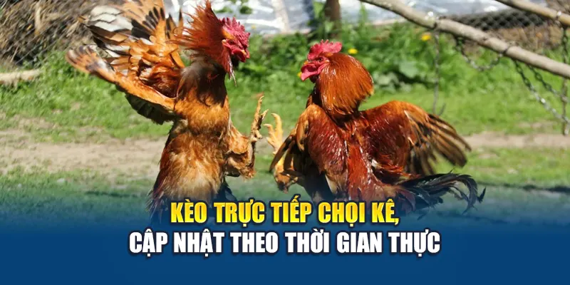 Kèo trực tiếp chọi kê, cập nhật theo thời gian thực