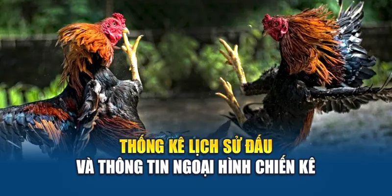 Thống kê lịch sử đấu và thông tin ngoại hình chiến kê